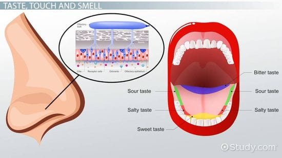 Change of Taste and Smell During Chemotherapy